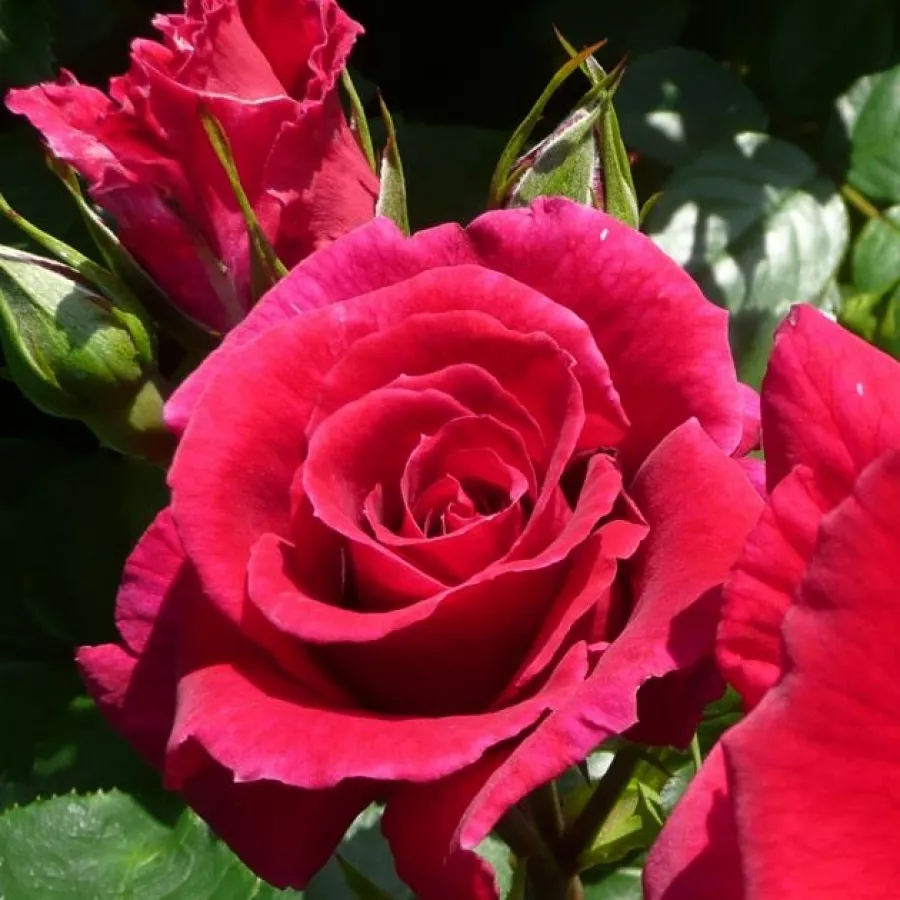 Jarko crvena - Ruža - Dicommatac - naručivanje i isporuka ruža