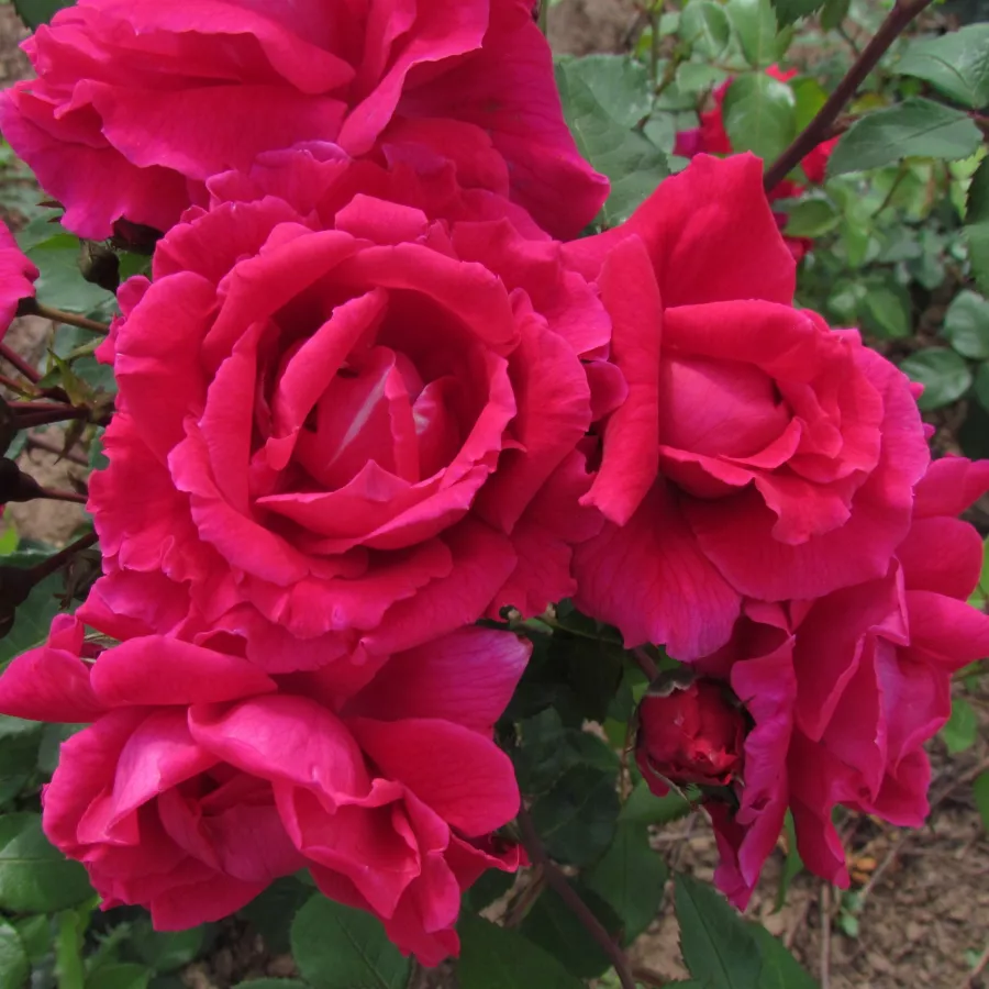 Vrtnica floribunda za cvetlično gredo - Roza - Dicommatac - vrtnice - proizvodnja in spletna prodaja sadik
