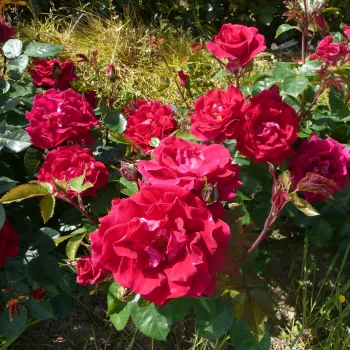 Rojo con tonos rosa - rosales floribundas   (70-90 cm)