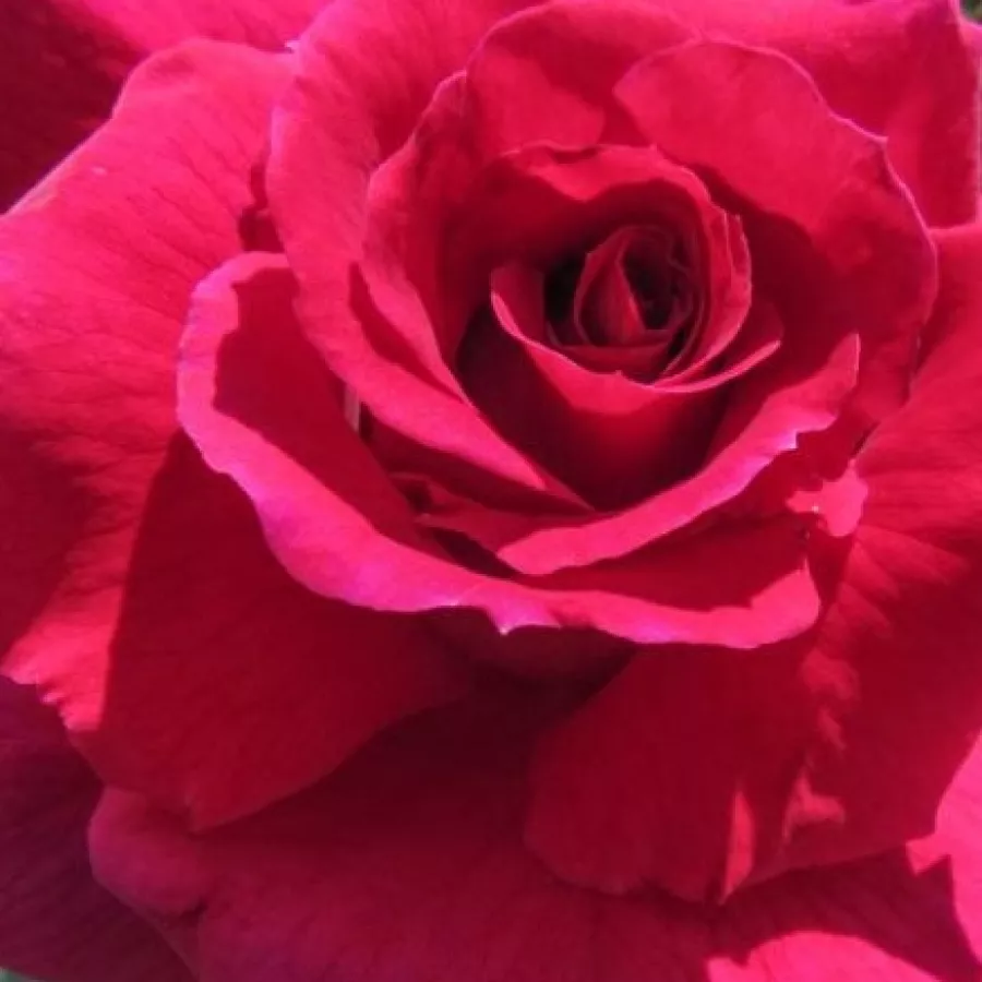 DICommatac - Roza - Dicommatac - vrtnice - proizvodnja in spletna prodaja sadik