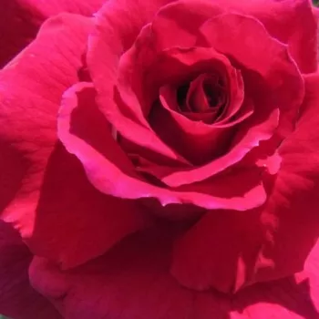 Online rózsa kertészet - vörös - virágágyi floribunda rózsa - nem illatos rózsa - Dicommatac - (70-90 cm)