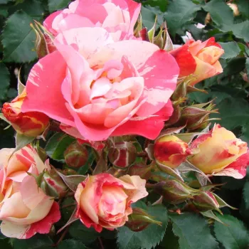 MONALIA – rózsaszín-fehér csíkos virágágyi floribunda rózsa - Dickson