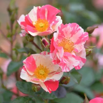 Krémfehér és skarlátpiros tarka szirmok, aranysárga középpel. - virágágyi floribunda rózsa - közepes erősségű, jól érezhető illatú rózsa - üde, gyümölcsös aromájú
