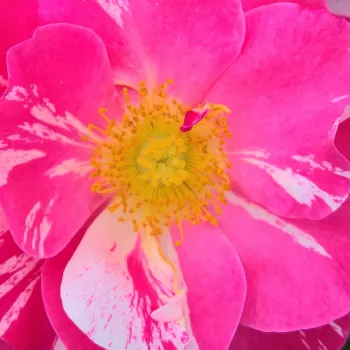 Rózsa kertészet - rózsaszín  - fehér csíkos - közepes erősségű, jól érezhető illatú rózsa - Monalia - virágágyi floribunda rózsa - (75-105 cm)