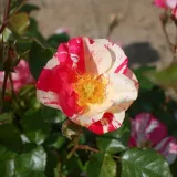 Ruža floribunda za gredice - ruža diskretnog mirisa - aroma centifolia - sadnice ruža - proizvodnja i prodaja sadnica - Rosa Dickylie - ružičasto - bijela