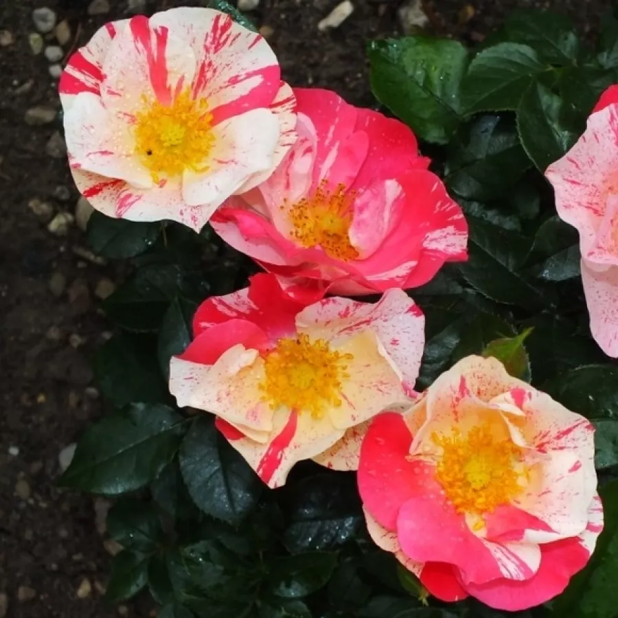 Vrtnica floribunda za cvetlično gredo - Roza - Dickylie - vrtnice online