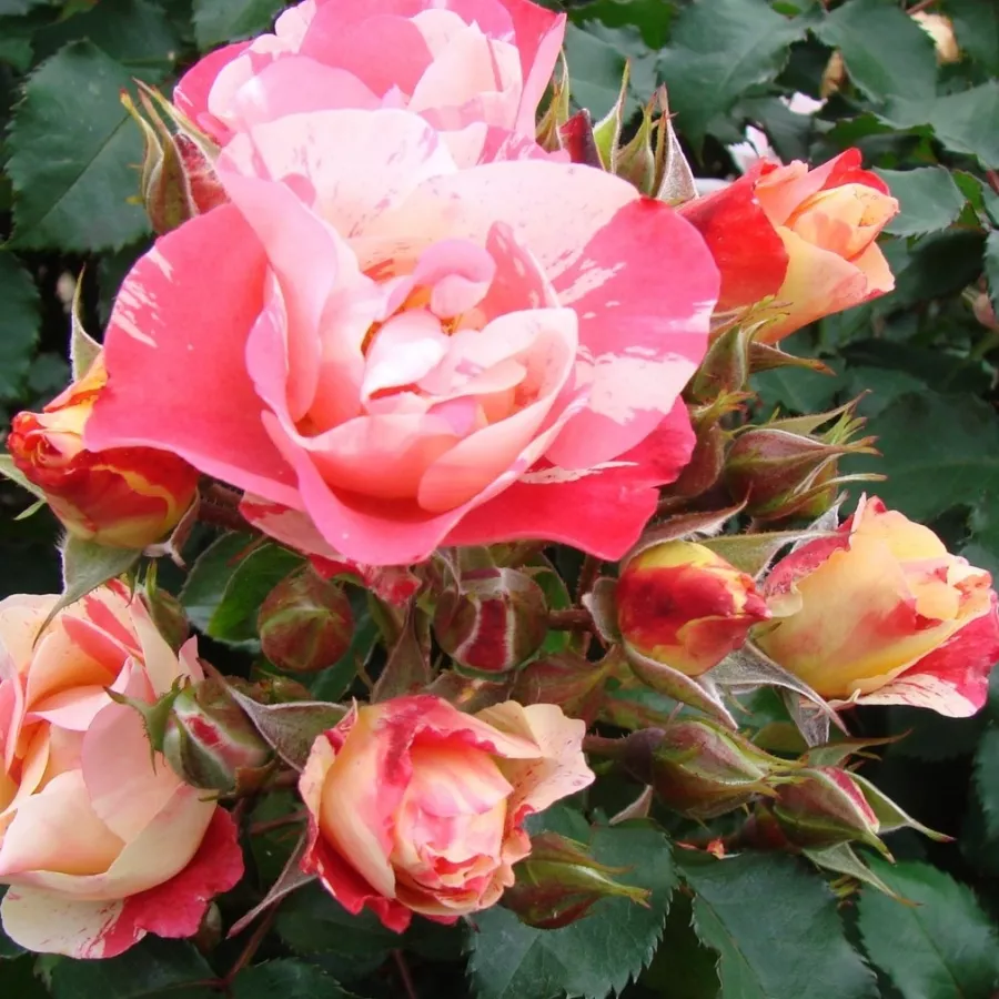 Płaski - Róża - Dickylie - sadzonki róż sklep internetowy - online