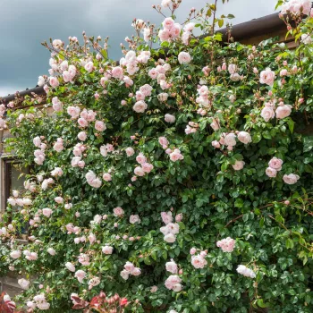 Zartes Pastellrosa, innen mit einem dezenten pfirsichfarbenen Schimmer. - kletterrose, - stark, lang anhaltende duftende rose - duftbeschreibung nicht verfügbar