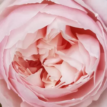Rosen Online Gärtnerei - hell-rosa - stark, lang anhaltende duftende rose - Ausdrawn - kletterrose, - (130-210 cm)