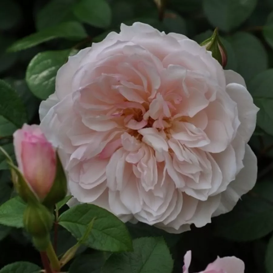 Climber, futó rózsa - Rózsa - Ausdrawn - online rózsa vásárlás