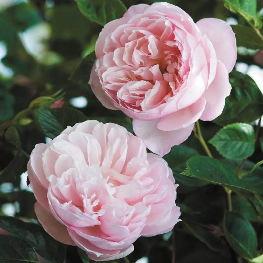 Climber, róża pnąca - Róża - Ausdrawn - sadzonki róż sklep internetowy - online