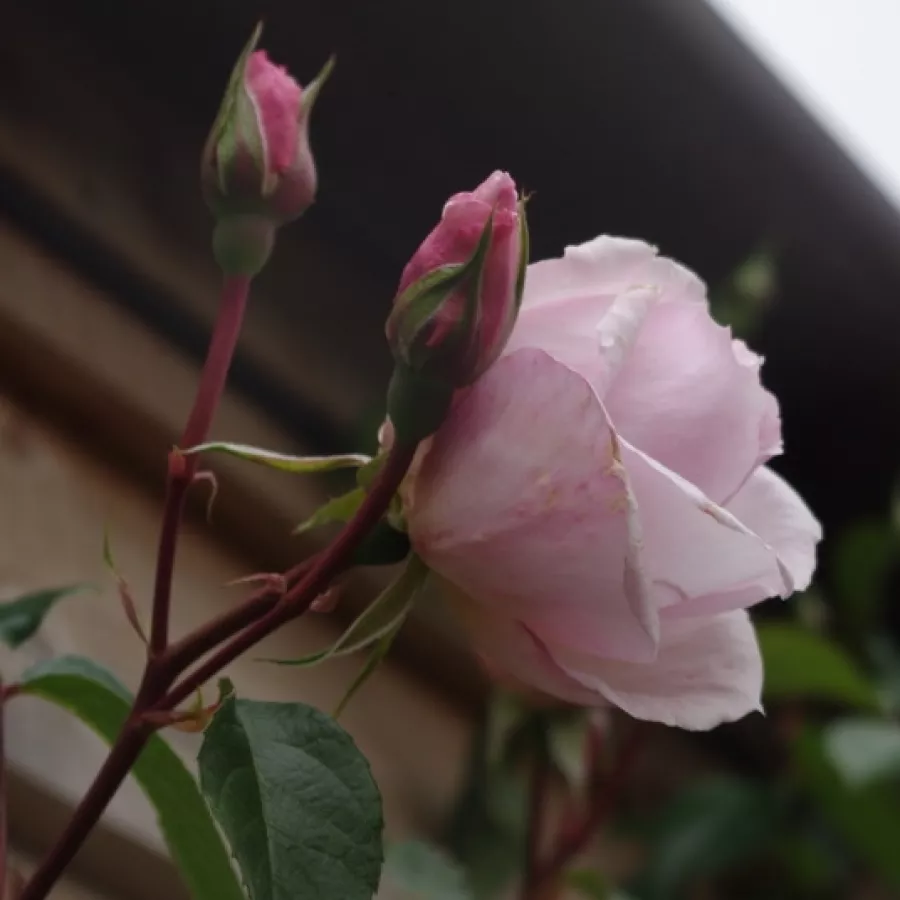 Gömbölyded - Rózsa - Ausdrawn - kertészeti webáruház