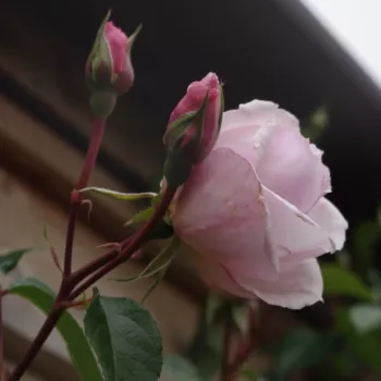 Rosa Ausdrawn - rózsaszín - climber, futó rózsa