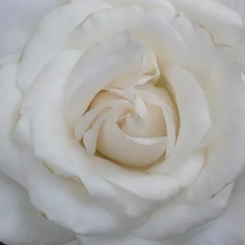 Online rózsa kertészet - fehér - erős, határozott illatú rózsa - Die Rose Ihrer Majestät - teahibrid rózsa - (70-100 cm)