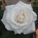 Hybrydowa róża herbaciana - róża o intensywnym zapachu - cynamonowy aromat - sadzonki róż sklep internetowy - online - Rosa Die Rose Ihrer Majestät - biały
