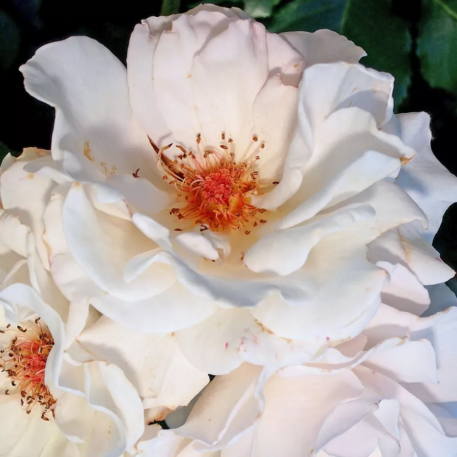 Rosales híbridos de té - Rosa - Die Rose Ihrer Majestät - comprar rosales online