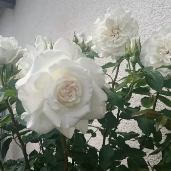 Rosa Die Rose Ihrer Majestät - fehér - teahibrid rózsa