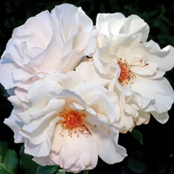 Fehér - teahibrid rózsa - intenzív illatú rózsa - fahéj aromájú
