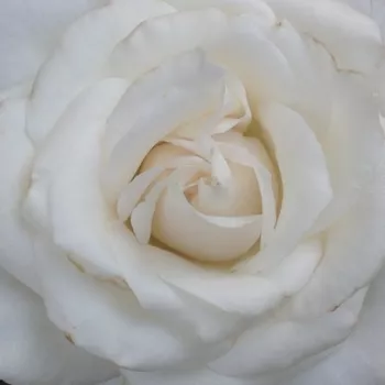 Online rózsa kertészet - fehér - teahibrid rózsa - intenzív illatú rózsa - fahéj aromájú - Die Rose Ihrer Majestät - (50-70 cm)