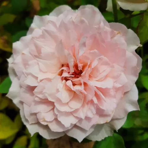 Euridice