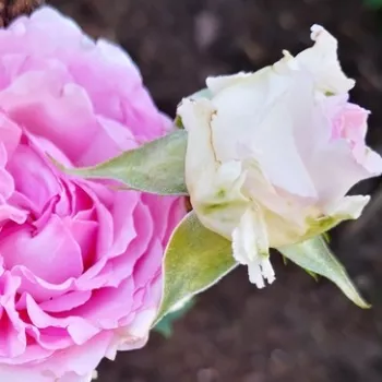 EURIDICE – rózsaszín virágágyi floribunda rózsa - Kimura