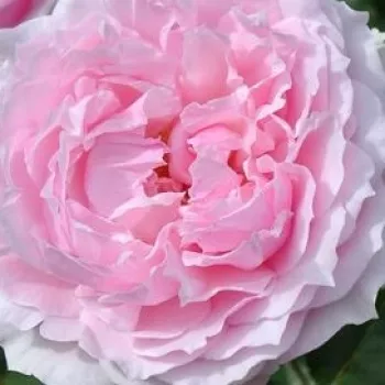 Rózsa rendelés online - rózsaszín - erőteljes, határozott illatú rózsa - Euridice - virágágyi floribunda rózsa - (90-130 cm)