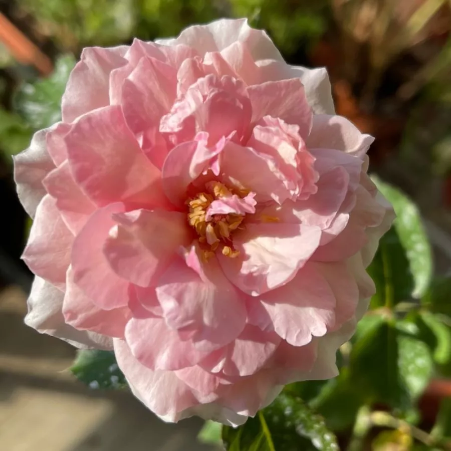 Intenzív illatú rózsa - Rózsa - Euridice - kertészeti webáruház