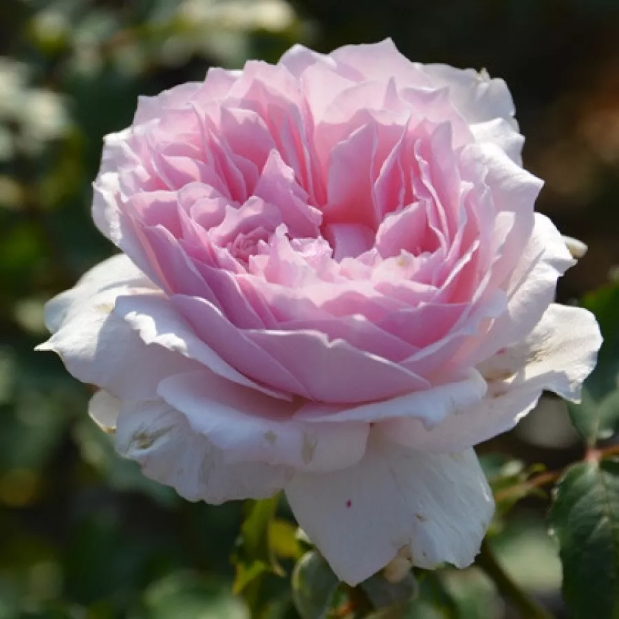 Vrtnica floribunda za cvetlično gredo - Roza - Euridice - vrtnice - proizvodnja in spletna prodaja sadik