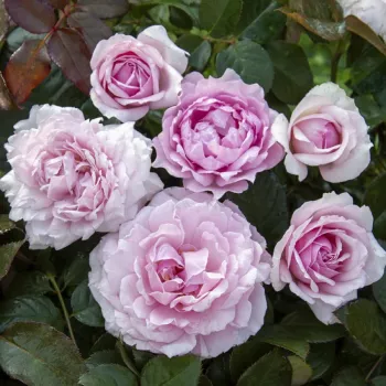 Hellrosa - beetrose floribundarose - rose mit intensivem duft - zentifolienaroma