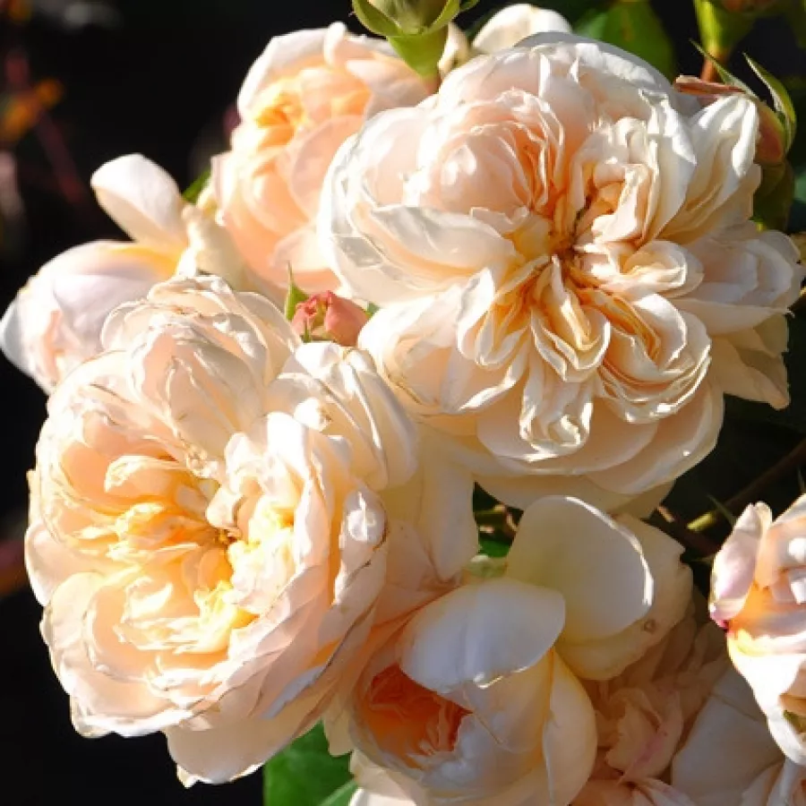 Rumena - Roza - Ariadne - vrtnice - proizvodnja in spletna prodaja sadik