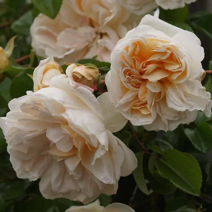 Nostalgische rose - Rosen - Ariadne - rosen online kaufen