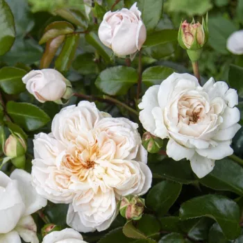 Rosa Ariadne - amarillo - rosales nostalgicos