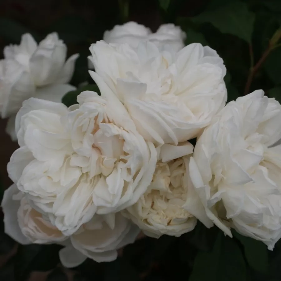 Tömvetelt virágú - Rózsa - Ariadne - online rózsa vásárlás