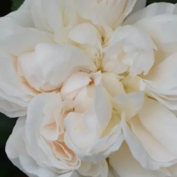 Rosen Online Gärtnerei - gelb - nostalgische rose - rose mit mäßigem duft - himbeere-aroma - Ariadne - (70-90 cm)