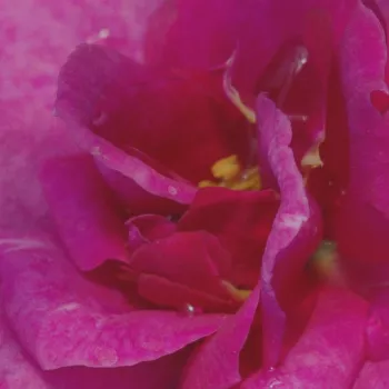 Rózsa rendelés online - lila - törpe - mini rózsa - Blue Peter™ - közepesen illatos rózsa - pézsma aromájú - (10-50 cm)
