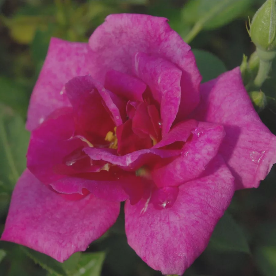 Trpasličia, mini ruža - Ruža - Blue Peter™ - Ruže - online - koupit
