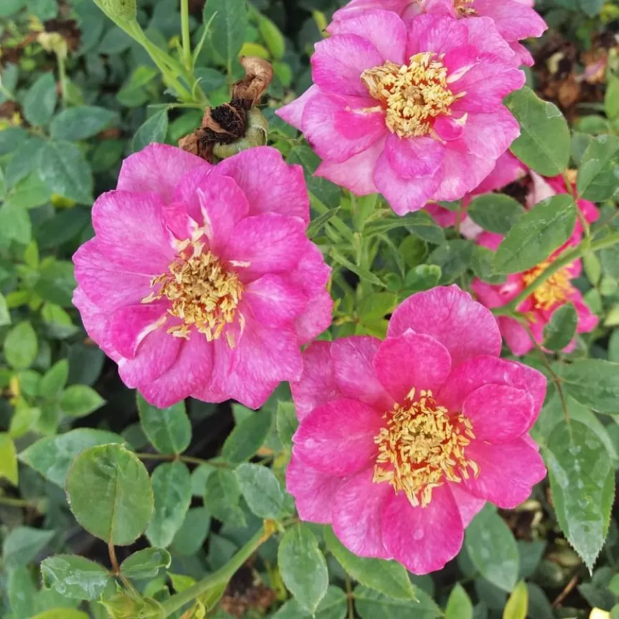 Fioletowy - Róża - Blue Peter™ - Szkółka Róż Rozaria
