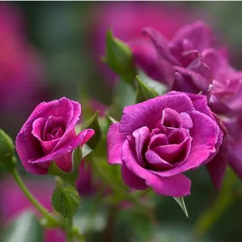 Rosa Blue Peter™ - violet - trandafiri pomisor - Trandafir copac cu trunchi înalt – cu flori mărunți