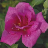 Mini - patuljasta ruža - srednjeg intenziteta miris ruže - ljubičasta - Rosa Blue Peter™