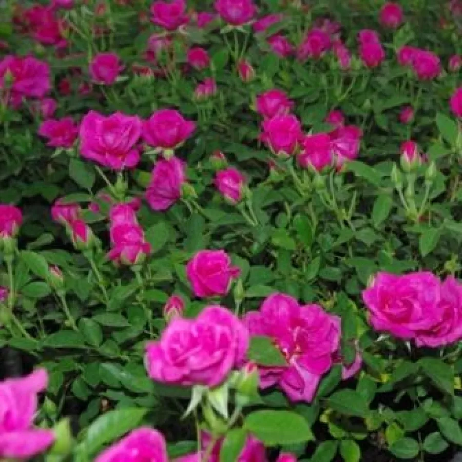 MINI - TÖRPE RÓZSA - Rosa - Blue Peter™ - comprar rosales online