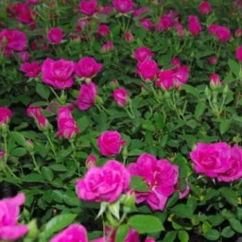 Purpurkrāsa - pundurrozes-miniatūrrozes  - mēreni smaržojoša roze - ar muskusa aromātu