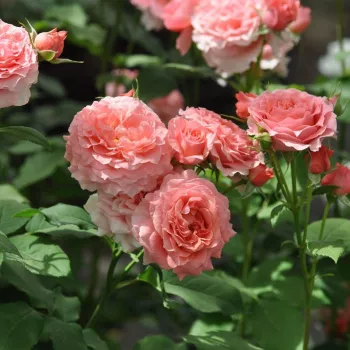 CORAIL GELÉE – korallen-rosé Nostalgierose - Kawamoto