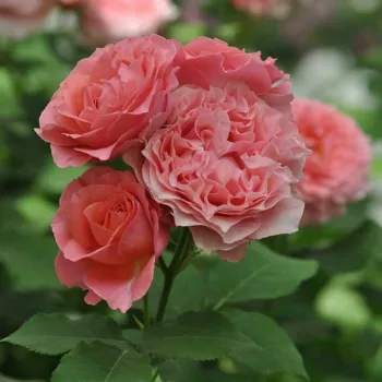 Warmtoniger, mittelkräftiger korallenrosa Farbton mit feinem orangefarbenem Schimmer. - nostalgische rose - zart, zurückhaltend duftende rose - frisch, fruchtig