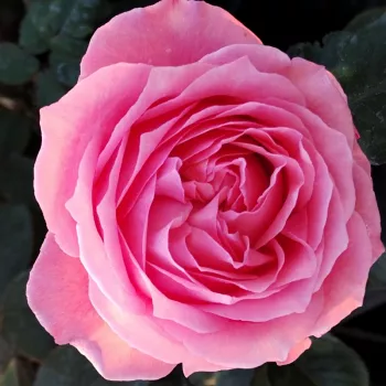 Online rosenkauf - korallen-rosa - zart, zurückhaltend duftende rose - Corail Gelée - nostalgische rose - (140-210 cm)
