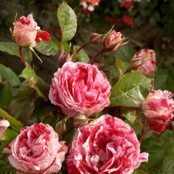 WEKPLAPEP – piros-fehér virágágyi floribunda rózsa - Carruth
