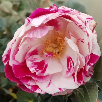 Online rózsa kertészet - piros -fehér - közepes erősségű, jól érezhető illatú rózsa - Wekplapep - virágágyi floribunda rózsa - (80-120 cm)