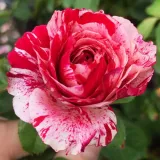Virágágyi floribunda rózsa - intenzív illatú rózsa - pézsma aromájú - kertészeti webáruház - Rosa Wekplapep - fehér - rózsaszín