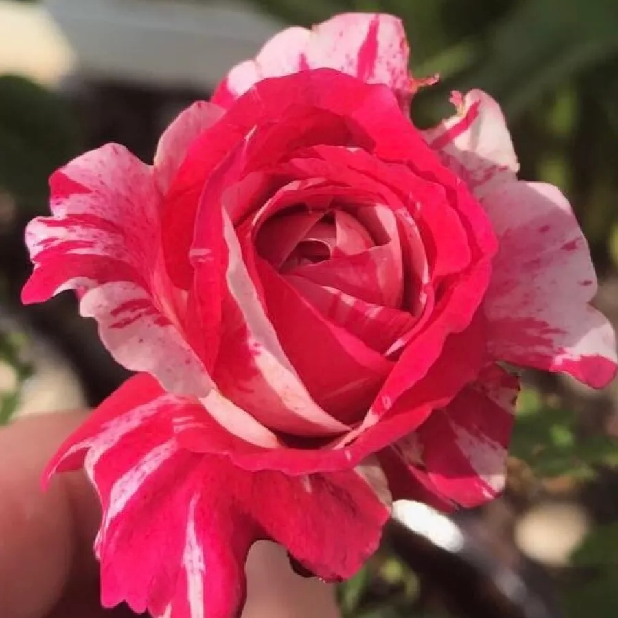 Róża rabatowa floribunda - Róża - Wekplapep - sadzonki róż sklep internetowy - online
