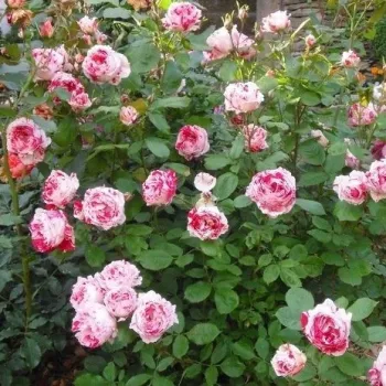 Fehér - rózsaszín csíkos - virágágyi floribunda rózsa - intenzív illatú rózsa - pézsma aromájú
