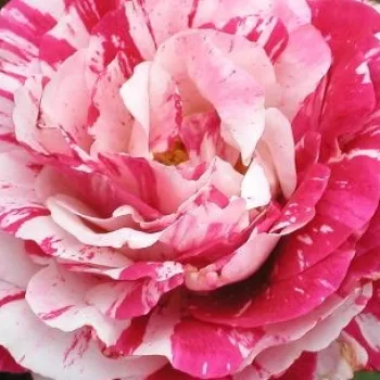 Rosen-webshop - weiß - rosa - beetrose floribundarose - rose mit intensivem duft - moschusmalvenaroma - Wekplapep - (90-110 cm)